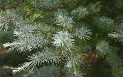 Patti Faye Deodar Cedar - 7 Gallon Pot -Shrub Plant Shop Ceadr Deodar Patti Faye 6