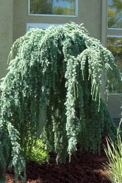 Weeping Blue Atlas Cedar - 1 Gallon Pot -Shrub Plant Shop Cedar Weeping Blue Atlas 4