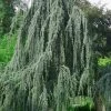 Weeping Blue Atlas Cedar - 1 Gallon Pot