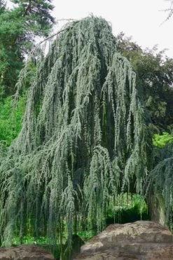 Weeping Blue Atlas Cedar - 1 Gallon Pot