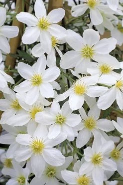 Avalanche Evergreen Clematis - 2 Gallon Pot -Shrub Plant Shop Clematis Avalanche 10