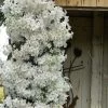 Avalanche Evergreen Clematis - 2 Gallon Pot