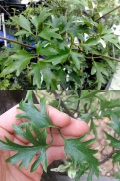 Avalanche Evergreen Clematis - 2 Gallon Pot -Shrub Plant Shop Clematis Avalanche 15