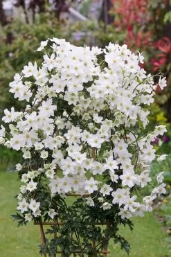 Avalanche Evergreen Clematis - 2 Gallon Pot -Shrub Plant Shop Clematis Avalanche 5