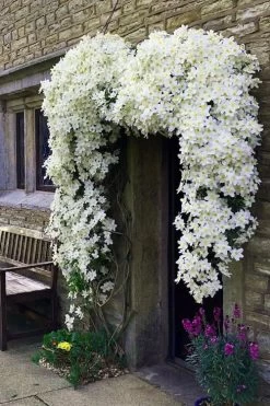 Avalanche Evergreen Clematis - 2 Gallon Pot -Shrub Plant Shop Clematis Avalanche 7