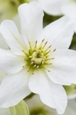 Avalanche Evergreen Clematis - 2 Gallon Pot -Shrub Plant Shop Clematis Avalanche 8