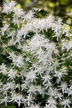 Sweet Autumn Clematis Terniflora - 3 Gallon Pot -Shrub Plant Shop Clematis Sweet Autumn 2