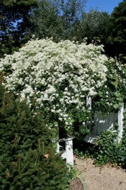 Sweet Autumn Clematis Terniflora - 3 Gallon Pot -Shrub Plant Shop Clematis Sweet Autumn 7