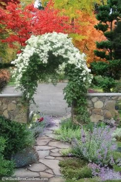 Sweet Autumn Clematis Terniflora - 3 Gallon Pot -Shrub Plant Shop Clematis Sweet Autumn 8