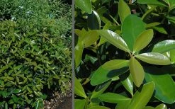 Bigfoot Cleyera Japonica - 3 Gallon Pot 8 Bigfoot Cleyera Japonica - 3 Gallon Pot -Shrub Plant Shop Cleyera Bigfoot