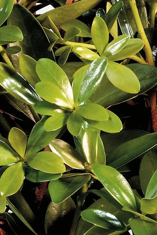 Bigfoot Cleyera Japonica - 3 Gallon Pot 1 Bigfoot Cleyera Japonica - 3 Gallon Pot