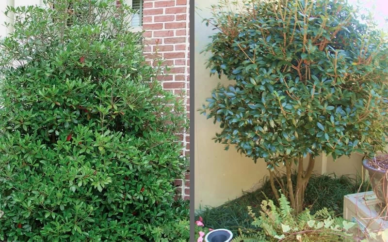 Bigfoot Cleyera Japonica - 3 Gallon Pot 5 Bigfoot Cleyera Japonica - 3 Gallon Pot - Image 5