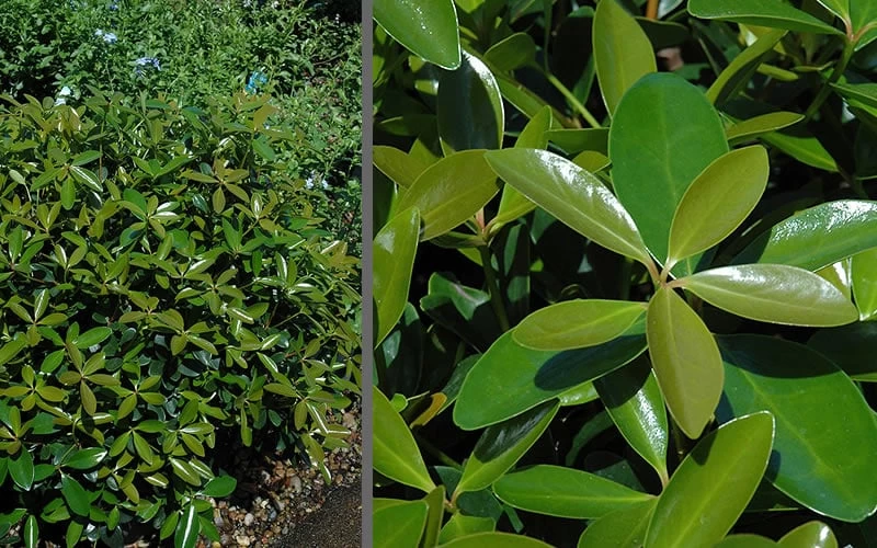 Bigfoot Cleyera Japonica - 3 Gallon Pot 4 Bigfoot Cleyera Japonica - 3 Gallon Pot - Image 4