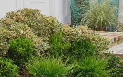 Juliet Cleyera Japonica - 2 Gallon Pot -Shrub Plant Shop Cleyera Juliet 2