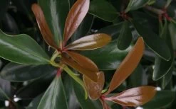 LeAnn Cleyera Japonica - 3 Gallon Pot -Shrub Plant Shop Cleyera LeAnn Japonica