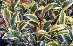 Romeo Variegated Cleyera Japonica - 2 Gallon Pot -Shrub Plant Shop Cleyera Romeo 3