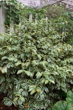 Romeo Variegated Cleyera Japonica - 2 Gallon Pot -Shrub Plant Shop Cleyera Romeo 5