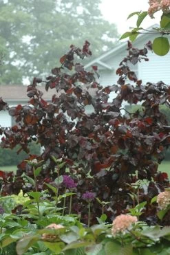 Red Dragon Contorted Filbert - Corylus Avellena - 5 Gallon Pot