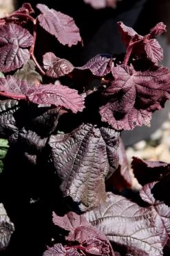 Red Dragon Contorted Filbert - Corylus Avellena - 5 Gallon Pot -Shrub Plant Shop Contorted Filbert Red Dragon 8