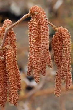 Red Dragon Contorted Filbert - Corylus Avellena - 5 Gallon Pot -Shrub Plant Shop Contorted Filbert Red Dragon 9