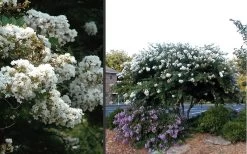 Acoma Weeping White Crape Myrtle - 7 Gallon Pot (4-5') -Shrub Plant Shop Crape Myrtle Acoma 4
