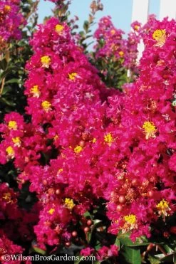 Berry Dazzle Dwarf Crape Myrtle - 2 Gallon Pot -Shrub Plant Shop Crape Myrtle Berry Dazzle 11