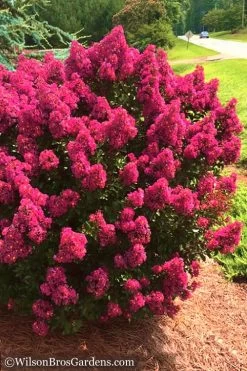 Berry Dazzle Dwarf Crape Myrtle - 2 Gallon Pot -Shrub Plant Shop Crape Myrtle Berry Dazzle 14