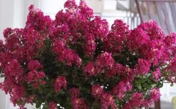Berry Dazzle Dwarf Crape Myrtle (Single-Trunk Topiary) - 7 Gallon Pot 10 Berry Dazzle Dwarf Crape Myrtle (Single-Trunk Topiary) - 7 Gallon Pot -Shrub Plant Shop Crape Myrtle Berry Dazzle 3 1