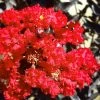 Black Diamond Red Hot Crape Myrtle - 2 Gallon Pot