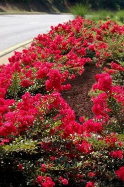 Cherry Dazzle Dwarf Crape Myrtle - 2 Gallon Pot -Shrub Plant Shop Crape Myrtle Cherry Dazzle 31