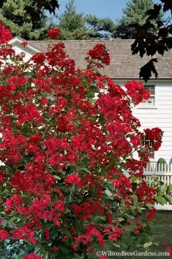 Colorama Scarlet Red Crape Myrtle - 7 Gallon Pot (3-4') -Shrub Plant Shop Crape Myrtle Colorama Scarlet 1