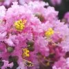 Dazzle Me Pink Dwarf Crape Myrtle - 2 Gallon Pot
