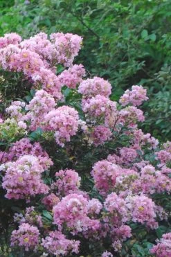Dazzle Me Pink Dwarf Crape Myrtle - 2 Gallon Pot -Shrub Plant Shop Crape Myrtle Dazzle Me Pink 16