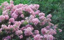 Dazzle Me Pink Dwarf Crape Myrtle - 2 Gallon Pot -Shrub Plant Shop Crape Myrtle Dazzle Me Pink 17
