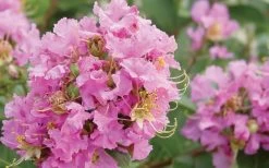 Dazzle Me Pink Dwarf Crape Myrtle - 2 Gallon Pot -Shrub Plant Shop Crape Myrtle Dazzle Me Pink Closeup