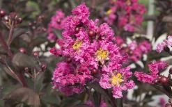 Delta Fusion Crape Myrtle - 2 Gallon Pot 9 Delta Fusion Crape Myrtle - 2 Gallon Pot -Shrub Plant Shop Crape Myrtle Delta Fusion 2
