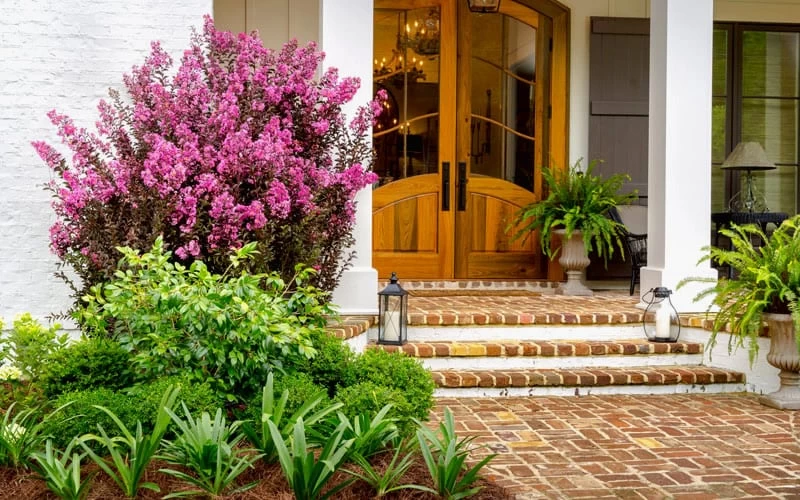 Delta Fusion Crape Myrtle - 2 Gallon Pot 4 Delta Fusion Crape Myrtle - 2 Gallon Pot - Image 4