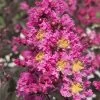 Delta Fusion Crape Myrtle - 2 Gallon Pot