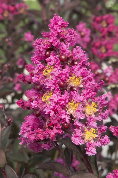 Delta Fusion Crape Myrtle - 2 Gallon Pot 1 Delta Fusion Crape Myrtle - 2 Gallon Pot