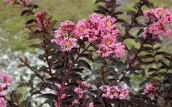 Delta Jazz Crape Myrtle - 3 Gallon Pot 10 Delta Jazz Crape Myrtle - 3 Gallon Pot -Shrub Plant Shop Crape Myrtle Delta Jazz