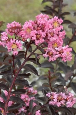 Delta Jazz Crape Myrtle - 3 Gallon Pot 11 Delta Jazz Crape Myrtle - 3 Gallon Pot -Shrub Plant Shop Crape Myrtle Delta Jazz Rev 500x750 1