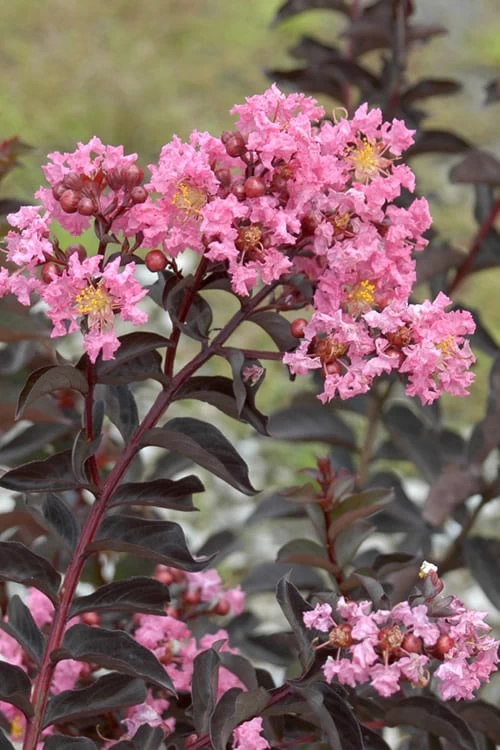 Delta Jazz Crape Myrtle - 3 Gallon Pot 6 Delta Jazz Crape Myrtle - 3 Gallon Pot - Image 6