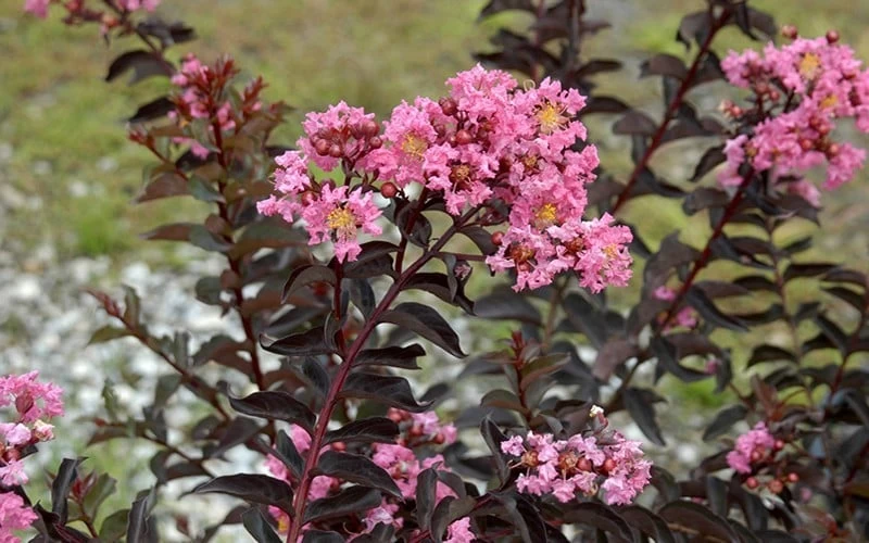 Delta Jazz Crape Myrtle - 3 Gallon Pot 5 Delta Jazz Crape Myrtle - 3 Gallon Pot - Image 5