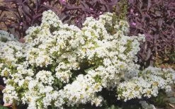 Diamond Dazzle Dwarf Crape Myrtle - 2 Gallon Pot 10 Diamond Dazzle Dwarf Crape Myrtle - 2 Gallon Pot -Shrub Plant Shop Crape Myrtle Diamond Dazzle