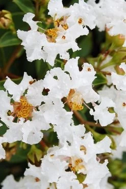 Diamond Dazzle Dwarf Crape Myrtle - 2 Gallon Pot 11 Diamond Dazzle Dwarf Crape Myrtle - 2 Gallon Pot -Shrub Plant Shop Crape Myrtle Diamond Dazzle BS