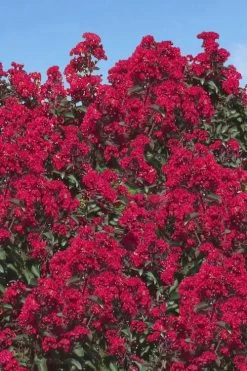 Double Dynamite Crape Myrtle Tree (Single Trunk Tree) - 5 Gallon Pot -Shrub Plant Shop Crape Myrtle Double Dynamite 26 2