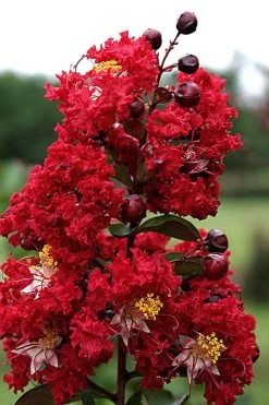 Dynamite Red Crape Myrtle - 7 Gallon Pot (3-4') -Shrub Plant Shop Crape Myrtle Dynamite Rev 2 500x750 2
