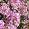 Early Bird Lavender Crape Myrtle - 3 Gallon Pot