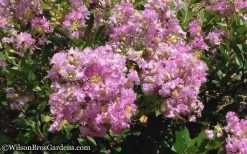 Early Bird Lavender Crape Myrtle - 3 Gallon Pot -Shrub Plant Shop Crape Myrtle Early Bird Lavender 6