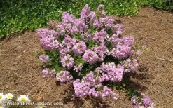 Early Bird Lavender Crape Myrtle - 3 Gallon Pot -Shrub Plant Shop Crape Myrtle Early Bird Lavender 7